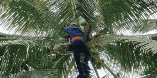 批！椰子油简直就是天然的护发护肤神器AG真人游戏第一品牌冷门！！但真的牛(图3)